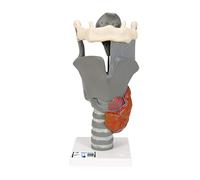 3B Scientific G20 Modèle anatomique du larynx fonctionnel, agrandi 2,5 fois + Application anatomie gratuite - 3B Smart Anatomy