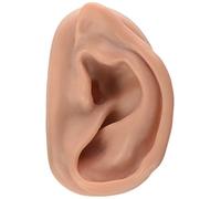 3B Scientific N15/1R Acupuncture de l’Oreille, Droite