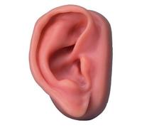 3b Scientific N15/1r Modèle D'oreille Droite