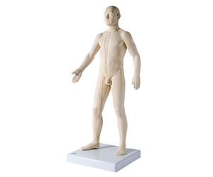 3B Scientific N30 Modèle d’Acupuncture Masculin