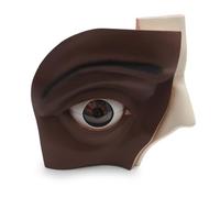 3B Scientific Oeil, agrandi 5 fois, en 12 parties, peau foncée - 3B Smart Anatomy