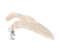 3B Scientific® Omoplate - Modèle Anatomique Humain Taille Réelle + Smart Anatomy App (Garantie de 5 Ans)