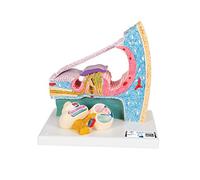 3B Scientific E14 Organe de Corti + Application anatomie gratuite - 3B Smart Anatomy