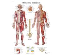 3B Scientific Papier imprimé Système nerveux, 1