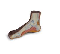 3B Scientific Pied Normal, peau foncée- 3B Smart Anatomy