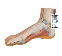 3B Scientific® Pied Normal - Réplique Anatomique Humaine Taille Réelle + Smart Anatomy App (Garantie de 5 Ans)
