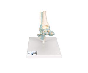 3B Scientific® Pied Squelettique avec Ligaments - Modèle Anatomique Humain Taille Réelle + Smart Anatomy App (Garantie de 5 Ans)