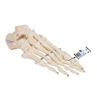 3B Scientific® Pied Squelettique - Monté sur Fil, Modèle Anatomique Humain Taille Réelle + Smart Anatomy App (Garantie de 5 Ans)