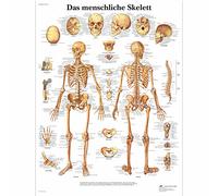 3B Scientific Planche anatomique Das menschliche Skelett en allemand