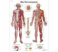 3B Scientific Planche anatomique Das Nervensystem en allemand
