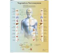 3B Scientific Planche anatomique en allemand sur - Vegetatives Système Nerveux, 1