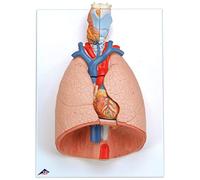 3B Scientific® Poumons avec Larynx - Modèle Anatomique Humain en 7 Parties Taille Réelle + Smart Anatomy App (Garantie de 5 Ans)
