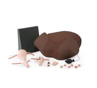 3B Scientific Simulateur de Compétences Gynécologiques P91D, peau foncée