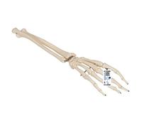 3B Scientific Squelette de la Main avec Radius/Cubitus sur Fil de Fer + Application anatomie gratuite - 3B Smart Anatomy