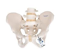 3B Scientific Squelette du Bassin Masculin + Application anatomie gratuite - 3B Smart Anatomy