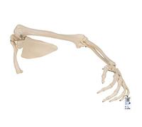 3B Scientific Squelette du Membre Supérieur avec Omoplate/Clavicule + Application anatomie gratuite - 3B Smart Anatomy