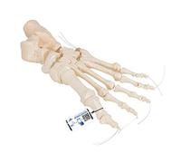3B Scientific Squelette du Pied sur Fil de Nylon + Application anatomie gratuite - 3B Smart Anatomy