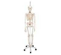 3B Scientific A15/3S Squelette fonctionnel sur pied d'accrochage métallique avec 5 roulettes + Application anatomie gratuite - 3B Smart Anatomy