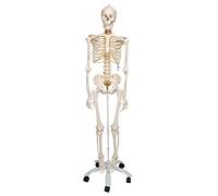 3B Scientific Squelette Humain “Fred” - avec Colonne Ajustable, Nerfs Spinaux, Artères et Hernie Discale Lombaire sur Support à Roulettes,Smart Anatomy App (Garantie 5 Ans)