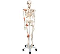 3B Scientific® Squelette Humain “Leo” - Modèle Taille Réelle avec Ligaments Articulaires, Crâne Amovible en 3 Parties sur Support à Roulettes + Smart Anatomy App (Garantie de 5 Ans)