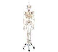 3B Scientific® Squelette Humain “Phil” - Modèle Taille Réelle avec Articulations Mobiles, Colonne Flexible, + Smart Anatomy App (Garantie de 5 Ans)