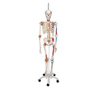 3B Scientific A13/1 Squelette en version luxe suspendu sur pied métallique à 5 roulettes + Application anatomie gratuite - 3B Smart Anatomy