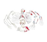 3B Scientific® Squelette Non Monté avec Repères Musculaires - Squelette Humain Taille Réelle avec Os Libres sur Fil de Fer + Smart Anatomy App (Garantie de 5 Ans)