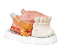 3B Scientific T12010 Modèle anatomique de la langue agrandi 2,5 fois, en 4 parties + Application anatomie gratuite - 3B Smart Anatomy