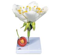 3B Scientific T21019 Fleur de cerisier avec fruit (Prunus avium), modèle