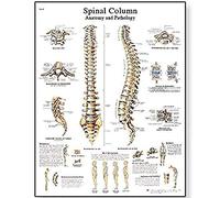 3B Scientific Tableau colonne vertébrale VR1152UU