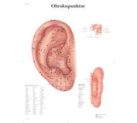 3B Scientific Tableau d'acupuncture pour les oreilles stratifié - Affiche résistante aux UV et à la poussière pour les études, l'enseignement et les cliniques