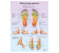 3B Scientific VR4810UU Réflexologie plantaire