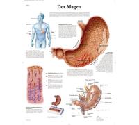 3B Scientific Tableau d'enseignement anatomique « Der Magen »