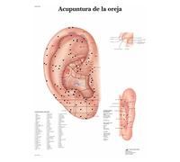 3B Scientific Tableau éducatif d'acupuncture auriculaire, points d'acupuncture de l'oreille, auriculothérapie et MTC