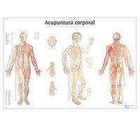 3B Scientific Tableau éducatif d'acupuncture corporelle, points d'acupuncture du corps entier et médecine traditionnelle chinoise