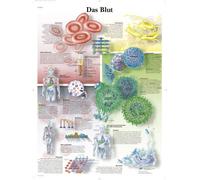 3B Scientific Tableau éducatif « Das Blut »