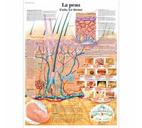 3B Scientific Tableau éducatif de la peau, anatomie cutanée, structure de la peau et dermatologie avec coupe transversale
