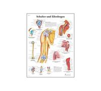 3B Scientific Tableau éducatif de l'épaule et du coude, anatomie musculosquelettique et pathologies