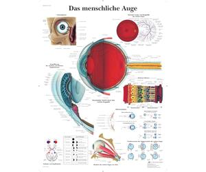 3B Scientific Tableau éducatif de l'œil humain, anatomie et physiologie de l'œil pour médecine, soins infirmiers et biologie