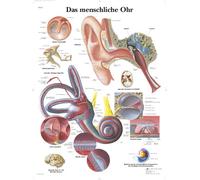 3B Scientific Tableau éducatif de l'oreille humaine, anatomie de l'oreille externe, moyenne et interne pour formation médicale