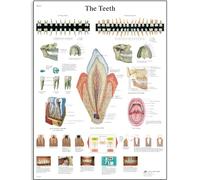 3B Scientific Tableau éducatif des dents humaines, anatomie dentaire, structure de la dent et santé bucco-dentaire