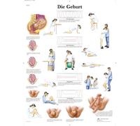 3B Scientific Tableau éducatif « Die Geburt », VR0555UU