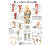 3B Scientific Tableau éducatif du genou, anatomie du genou, ligaments, ménisque et pathologies pour formation médicale