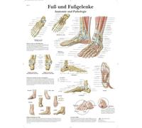 3B Scientific Tableau éducatif du pied et de la cheville, anatomie et pathologies pour médecine, soins infirmiers et kinésithérapie