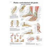 3B Scientific Tableau éducatif du pied et de la cheville, articulations du pied et pathologies pour enseignement médical