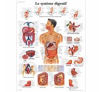 3B Scientific Tableau éducatif du système digestif, anatomie gastro-intestinale et tractus digestif