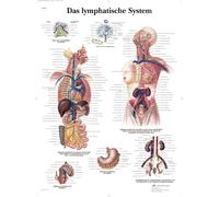 3B Scientific Tableau éducatif du système lymphatique, ganglions, vaisseaux et organes lymphatiques