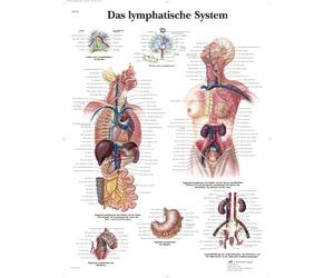 3B Scientific Tableau éducatif du système lymphatique, ganglions, vaisseaux et organes lymphatiques