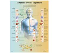 3B Scientific Tableau éducatif du système nerveux autonome, anatomie sympathique et parasympathique pour enseignement médical