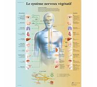 3B Scientific Tableau éducatif du système nerveux autonome, sympathique, parasympathique et anatomie du SNA
